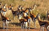 TANZANIA - Serengeti National Park - Gazzelle di Thomson - 3